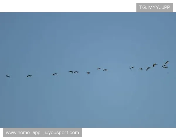 阿隆索湿地起飞表演 阿隆索湿地起飞表演